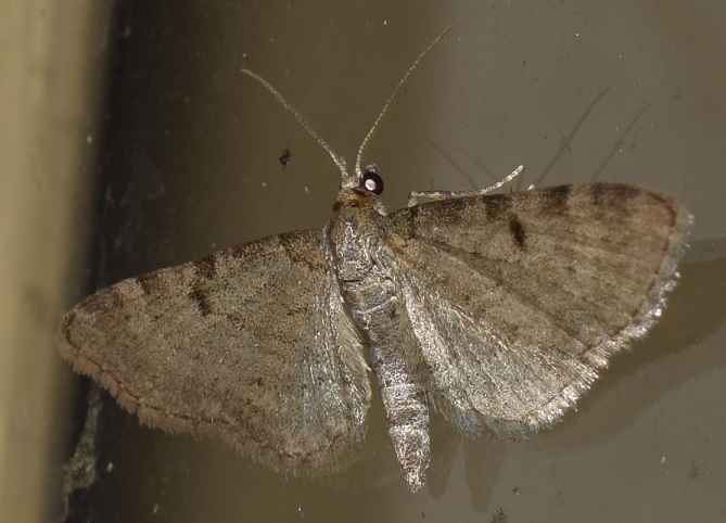 Eupithecia da ID